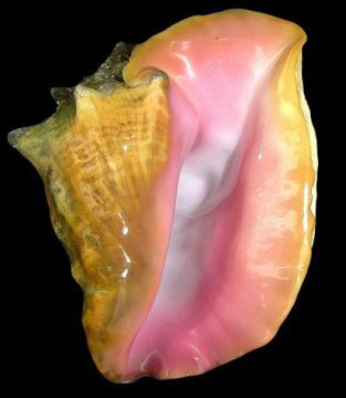 A queen conch mollusk shell