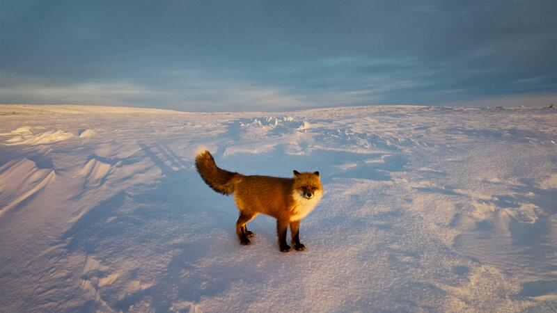 Fox roaming in Yellowknife, Canada