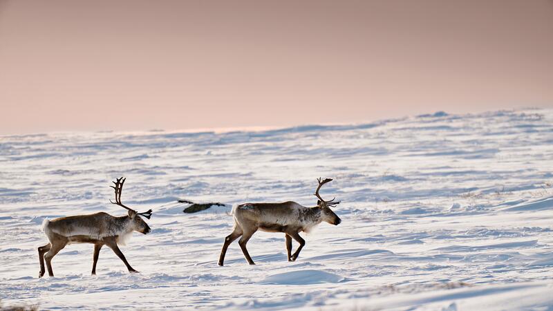 Caribou roaming in Canada
