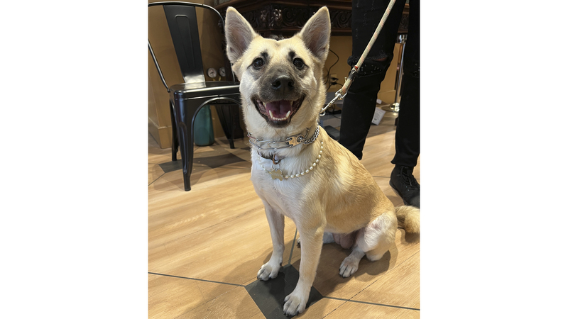 One of National Jeweler Senior Editor Ashley Davis’ rescue dogs, Gemma, was the event’s unofficial mascot.