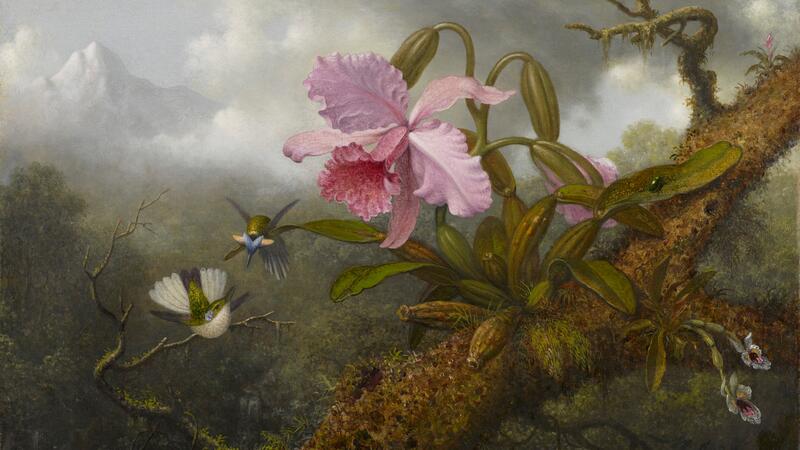 Martin Johnson Heade Cattleya Orchid Two Hummingbirds and a Beetle