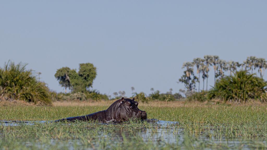 20261002_Nat Geo story hippo.jpg