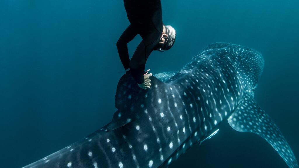 20210609_Rolex oceans documentary whale shark.jpg